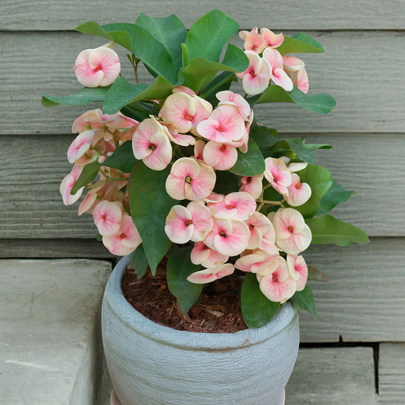 The Best Beginner Houseplants