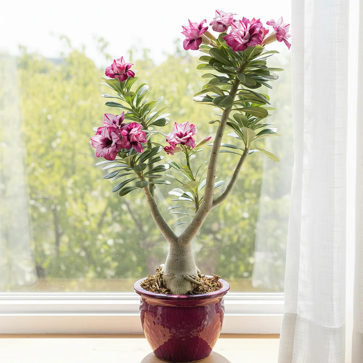 New Plants