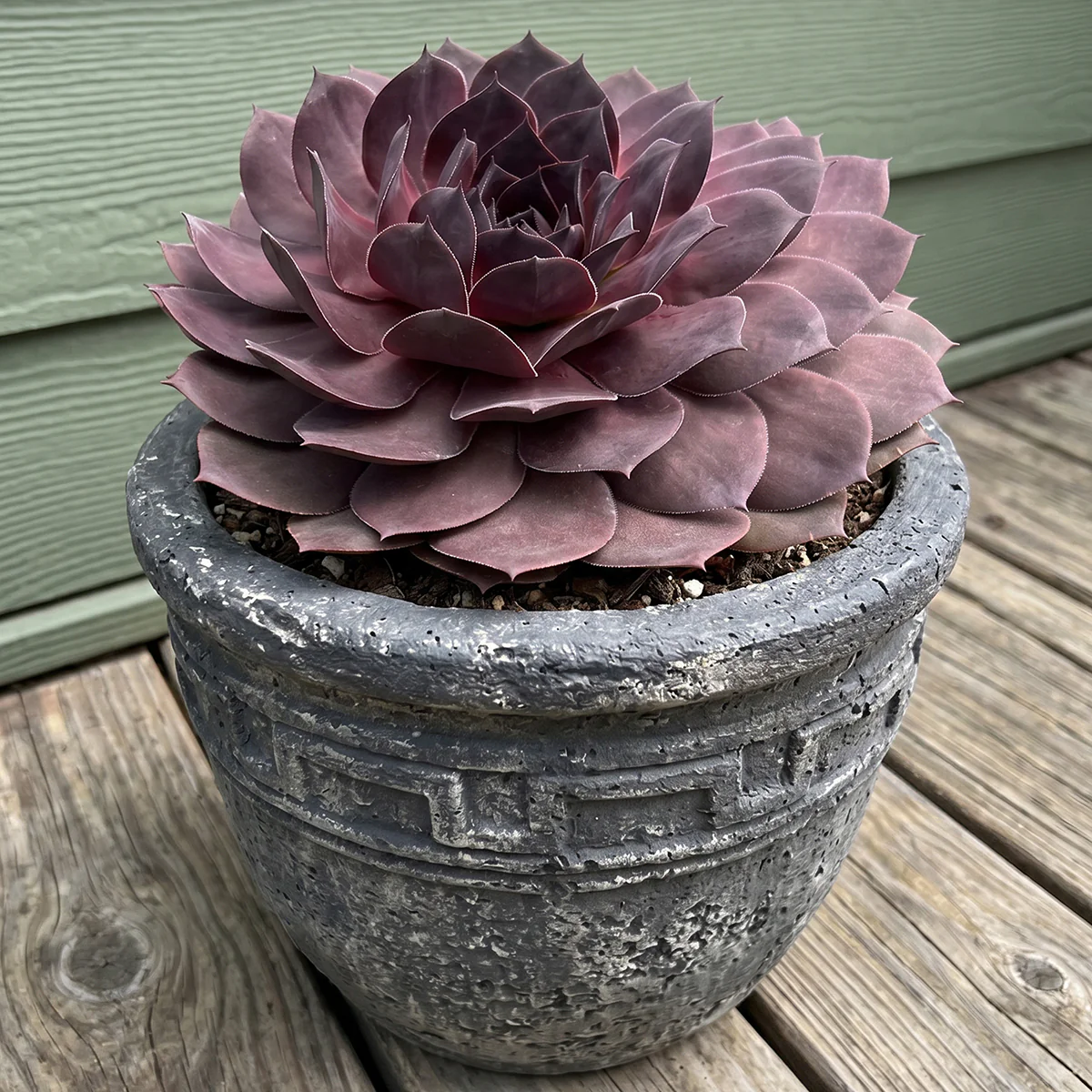 Full Sun Plants