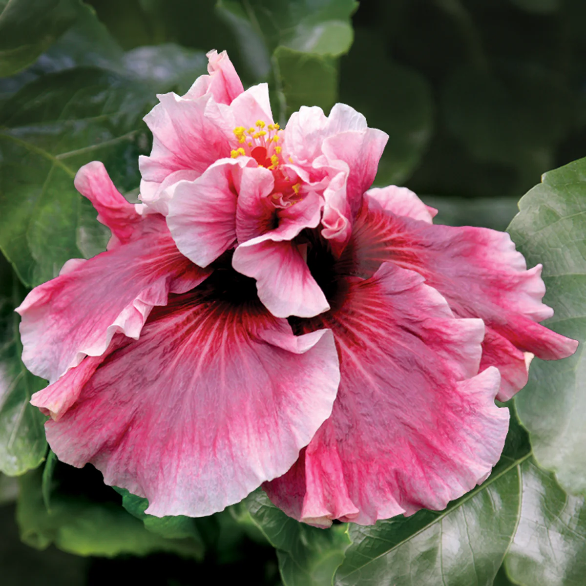 Everblooming Plants
