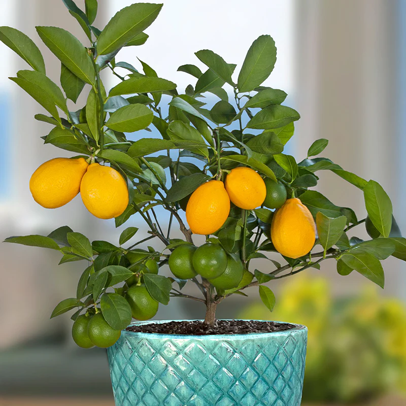 Popular Plants